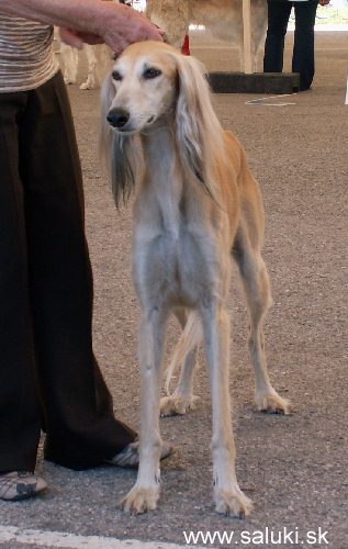 Euro Dog Show Tulln, A - 3.6.2005
