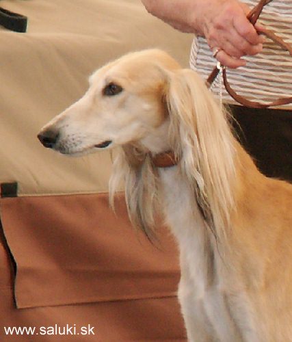 Euro Dog Show Tulln, A - 3.6.2005