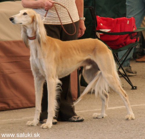 Euro Dog Show Tulln, A - 3.6.2005