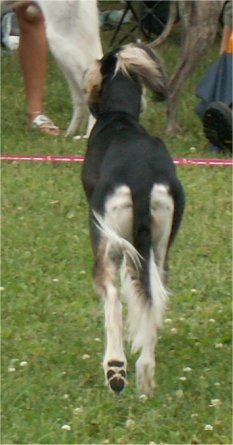 Bahiya