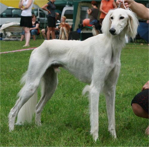 photo: www.showhunters-salukis.at