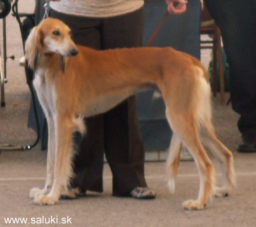 Euro Dog Show Tulln, A - 3.6.2005