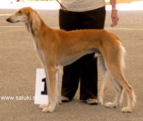 Euro Dog Show Tulln, A - 3.6.2005