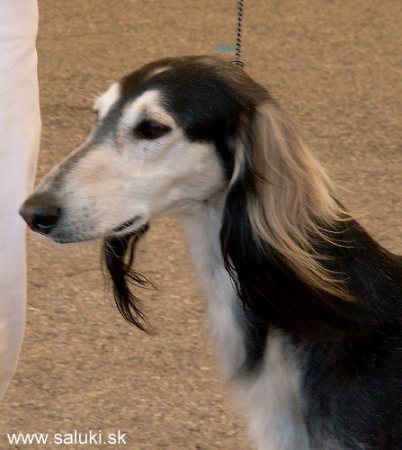 Euro Dog Show Tulln, A - 3.6.2005