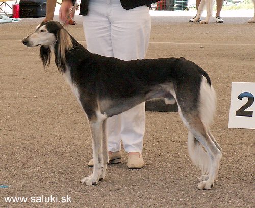 Euro Dog Show Tulln, A - 3.6.2005