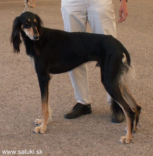 Euro Dog Show Tulln, A - 3.6.2005