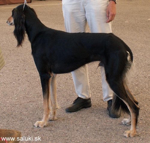 Euro Dog Show Tulln, A - 3.6.2005