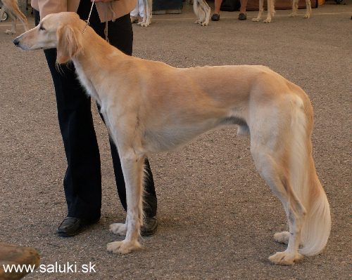 Euro Dog Show Tulln, A - 3.6.2005