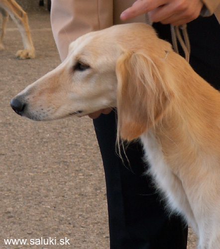 Euro Dog Show Tulln, A - 3.6.2005