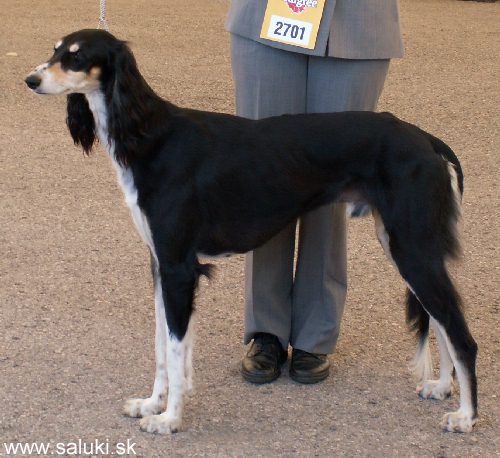 Euro Dog Show Tulln, A - 3.6.2005