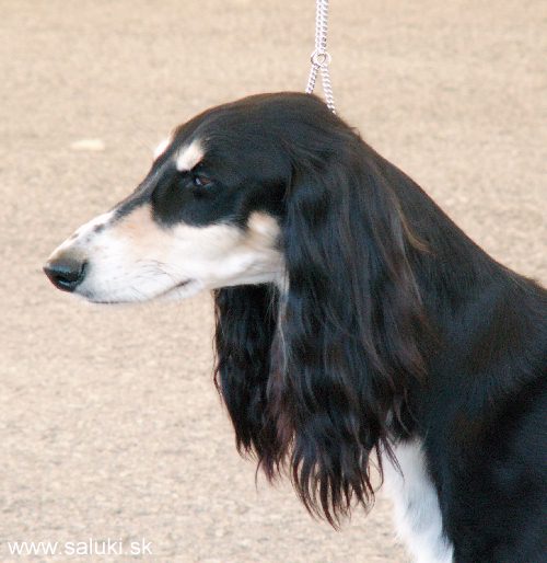 Euro Dog Show Tulln, A - 3.6.2005