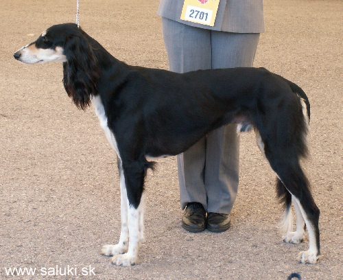 Euro Dog Show Tulln, A - 3.6.2005