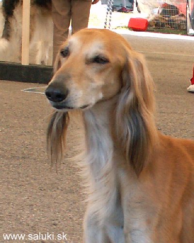 Euro Dog Show Tulln, A - 3.6.2005