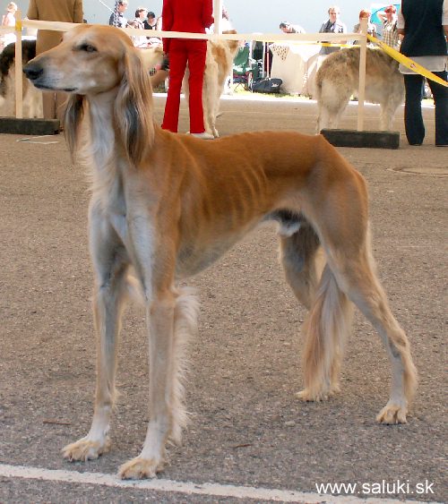 Euro Dog Show Tulln, A - 3.6.2005