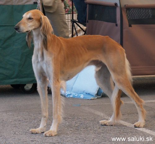 Euro Dog Show Tulln, A - 3.6.2005