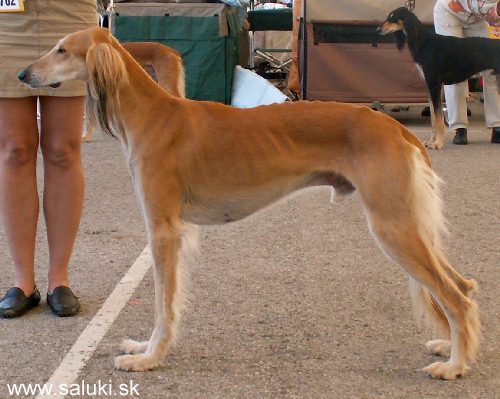 Euro Dog Show Tulln, A - 3.6.2005