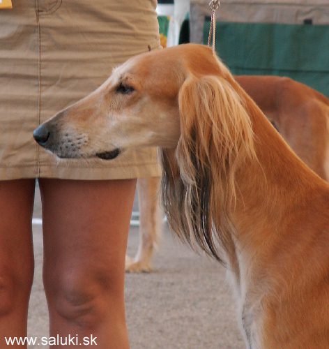 Euro Dog Show Tulln, A - 3.6.2005