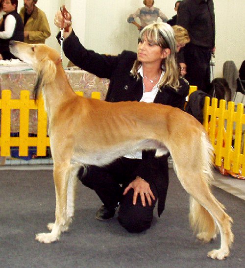 EuroDog 2003 Bratislava