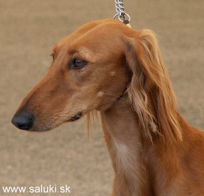 Euro Dog Show Tulln, A - 3.6.2005