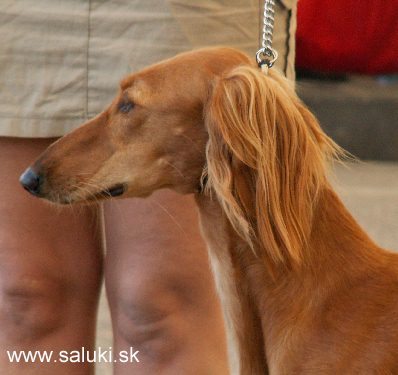 Euro Dog Show Tulln, A - 3.6.2005