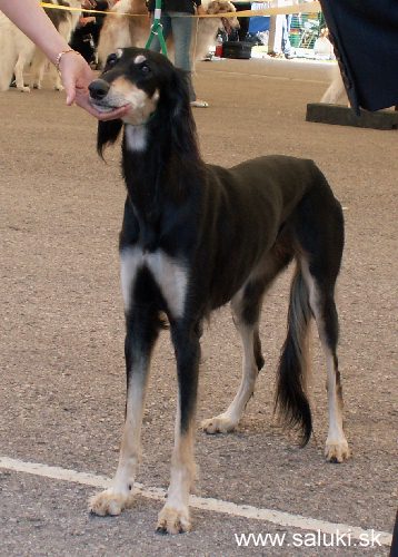 Euro Dog Show Tulln, A - 3.6.2005