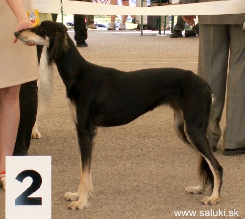 Euro Dog Show Tulln, A - 3.6.2005