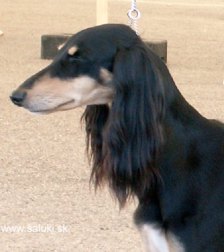 Euro Dog Show Tulln, A - 3.6.2005