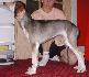 10 t��d�ov / 10 weeks old
