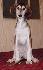 10 t��d�ov / 10 weeks old