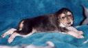 14 dn� / 14 days old