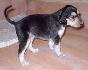 21 dn� / 21 days old