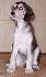 5 t��d�ov / 5 weeks old