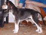 5 t��d�ov / 5 weeks old