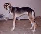 6 mesiacov / 6 month old