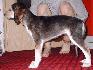 6 t��d�ov / 6 weeks old