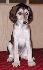 6 t��d�ov / 6 weeks old