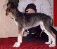 7 t��d�ov / 7 weeks old