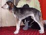 8 t��d�ov / 8 weeks old