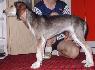 9 t��d�ov / 9 weeks old