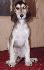 9 t��d�ov / 9 weeks old