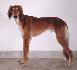 10 mesiacov /10 month old