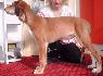 10 t��d�ov / 10 weeks old
