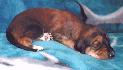 14 dn� / 14 days old