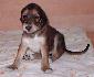 21 dn� / 21 days old