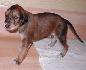 21 dn� / 21 days old