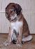 5 t��d�ov / 5 weeks old