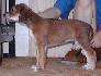5 t��d�ov / 5 weeks old