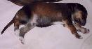 6 dn� / 6 days old