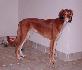 6 mesiacov / 6 month old
