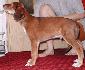 6 t��d�ov / 6 weeks old